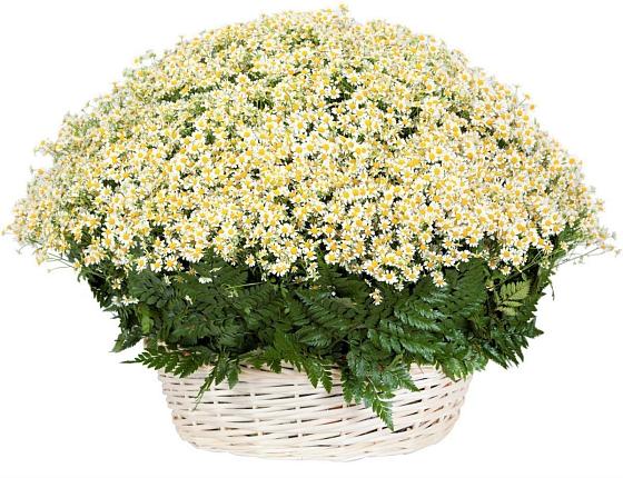 Цветочная композиция из Ромашки в корзине в Атиге